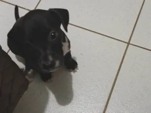 Cachorro raça SRD-ViraLata idade Abaixo de 2 meses nome Akai e akira