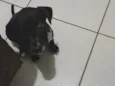 Cachorro ra a SRD-ViraLata idade Abaixo de 2 meses nome Akai e akira