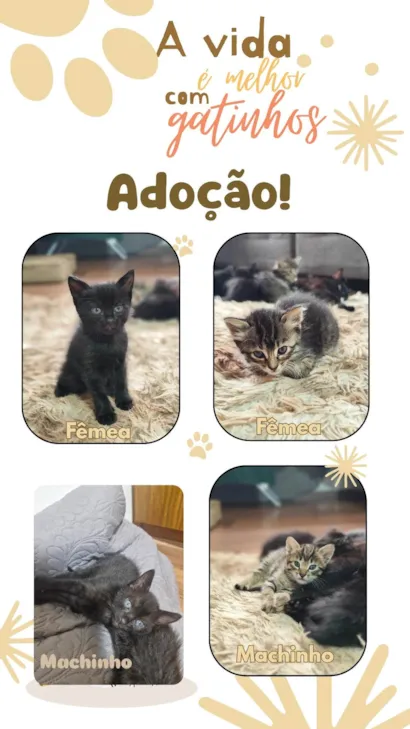 Gato ra a SRD-ViraLata idade Abaixo de 2 meses nome Sem nomes