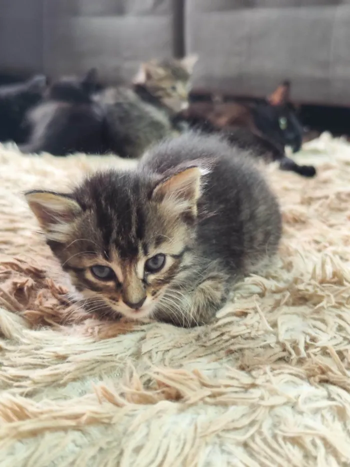 Gato ra a SRD-ViraLata idade Abaixo de 2 meses nome Sem nomes