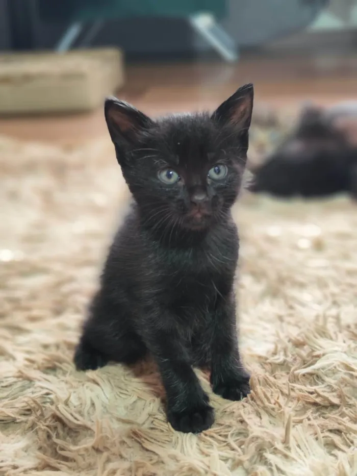 Gato ra a SRD-ViraLata idade Abaixo de 2 meses nome Sem nomes