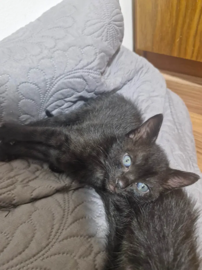 Gato ra a SRD-ViraLata idade Abaixo de 2 meses nome Sem nomes