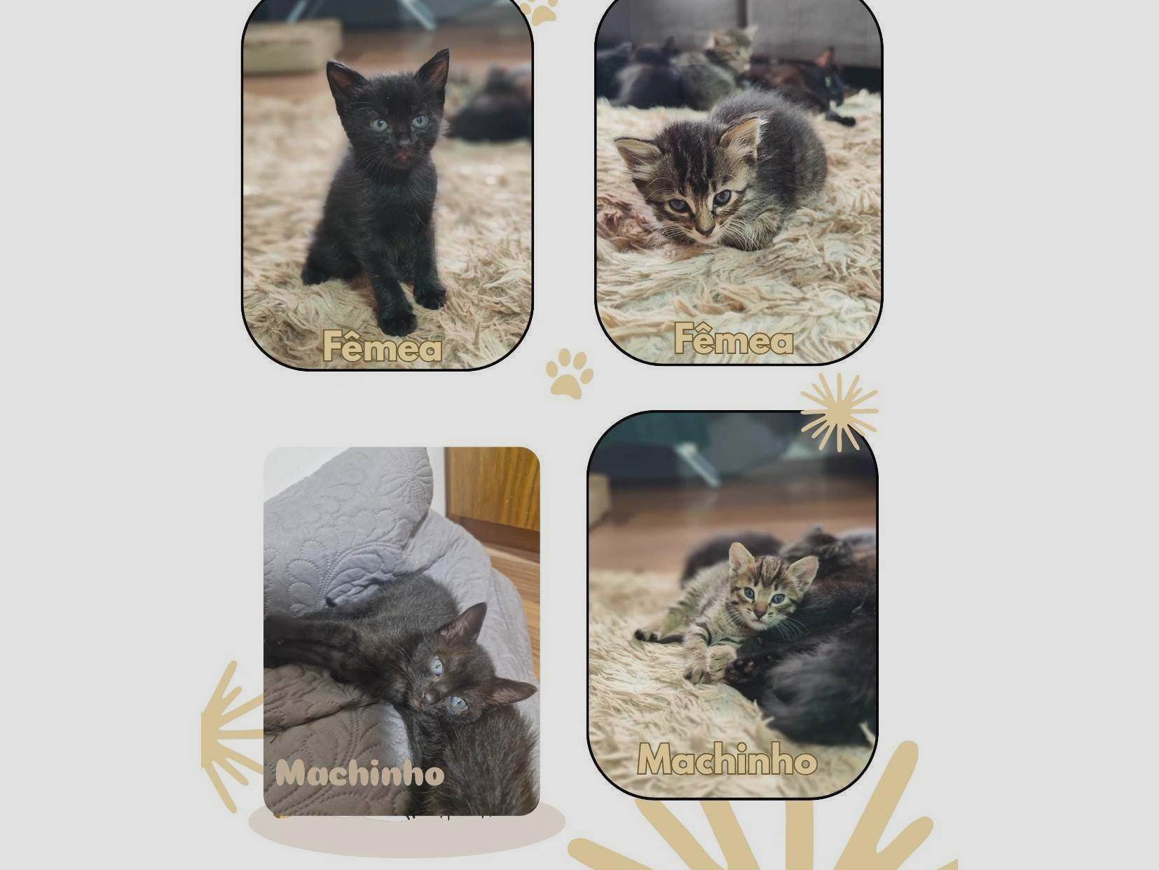 Gato raça SRD-ViraLata idade Abaixo de 2 meses nome Sem nomes