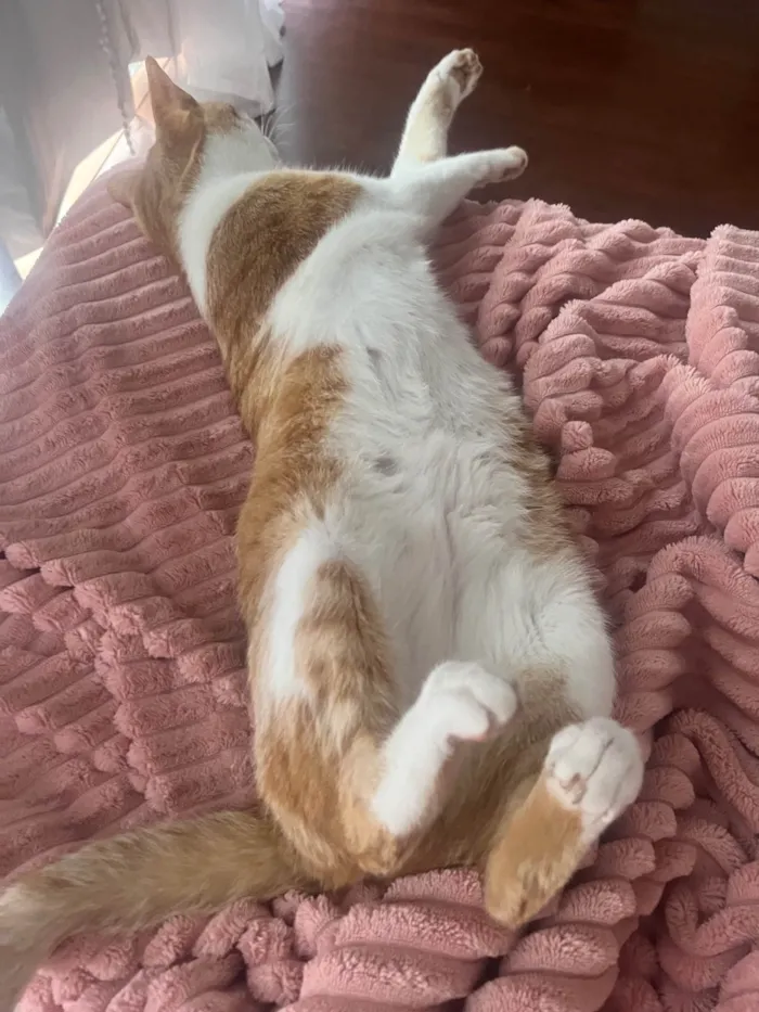 Gato ra a SRD-ViraLata idade 1 ano nome Meg