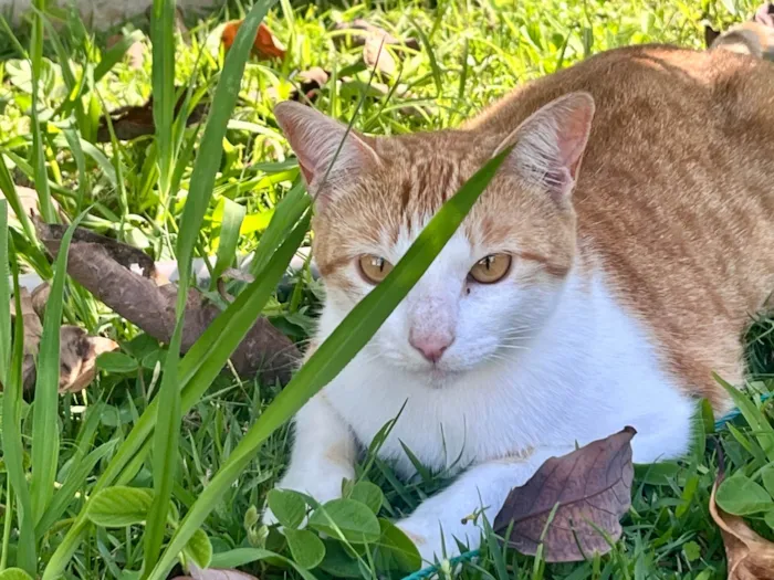 Gato ra a SRD-ViraLata idade 1 ano nome Meg