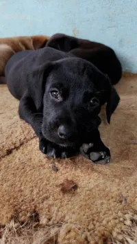 Cachorro ra a SRD-ViraLata idade Abaixo de 2 meses nome Sem nome