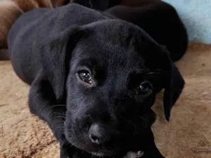 Cachorro raça SRD-ViraLata idade Abaixo de 2 meses nome Sem nome