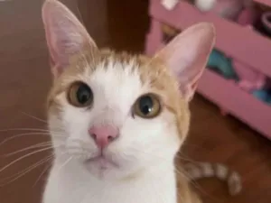 Gato raça SRD-ViraLata idade 1 ano nome Meg