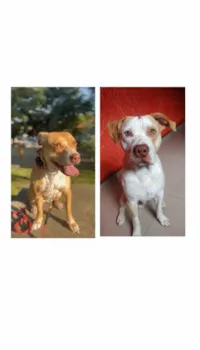 Cachorro raça Pit-Bull idade 3 anos nome Adoção Conjunta 