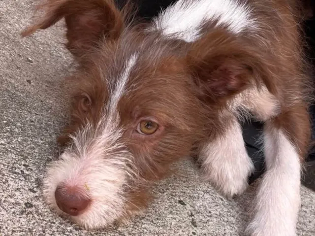 Cachorro ra a SRD-ViraLata idade 2 a 6 meses nome Pitter