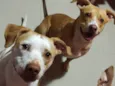 Cachorro raça Pit-Bull idade 3 anos nome Adoção Conjunta 