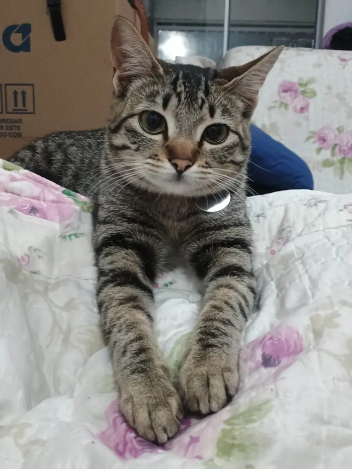 Gato ra a SRD-ViraLata idade 7 a 11 meses nome Priscila