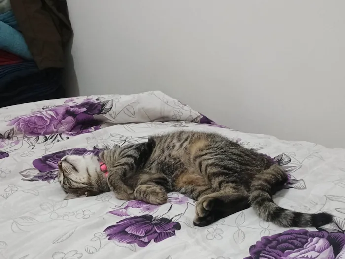 Gato ra a SRD-ViraLata idade 7 a 11 meses nome Priscila