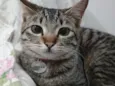Gato raça SRD-ViraLata idade 7 a 11 meses nome Priscila
