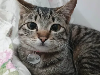 Gato raça SRD-ViraLata idade 7 a 11 meses nome Priscila