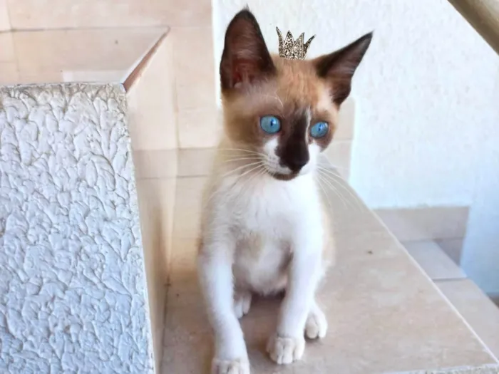 Gato ra a Siamês idade 2 a 6 meses nome Blue bb2meses