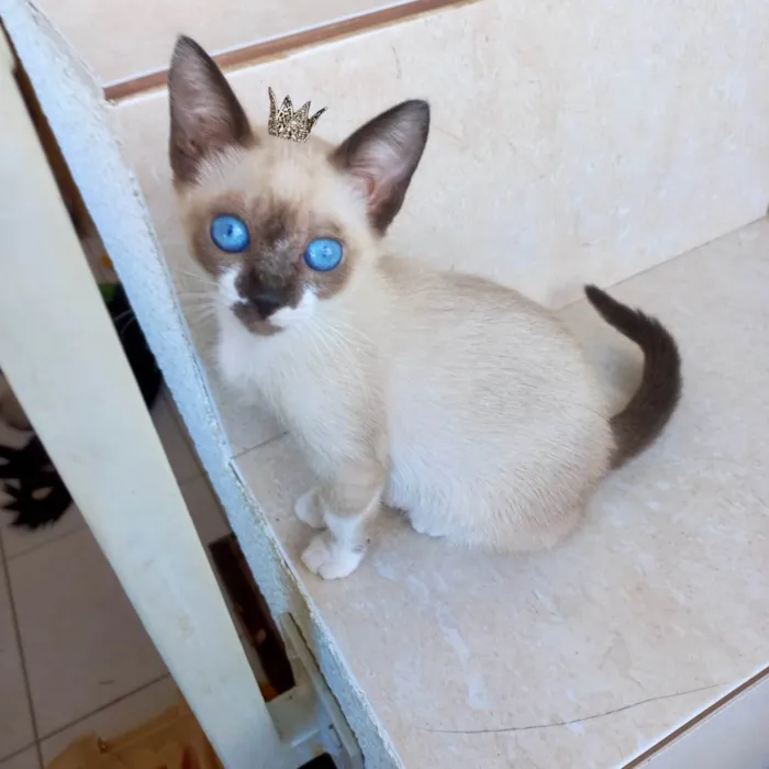 Gato ra a Siamês idade Abaixo de 2 meses nome Momo bb2meses Linda 