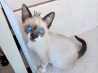 Gato raça Siamês idade Abaixo de 2 meses nome Momo bb2meses Linda 