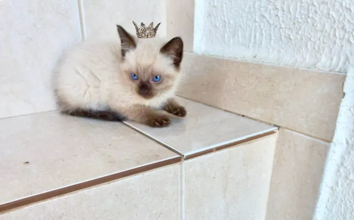 Gato ra a Siamês idade Abaixo de 2 meses nome Kimi bb50dias 