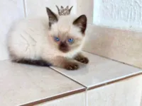 Gato raça Siamês idade Abaixo de 2 meses nome Kimi bb50dias 