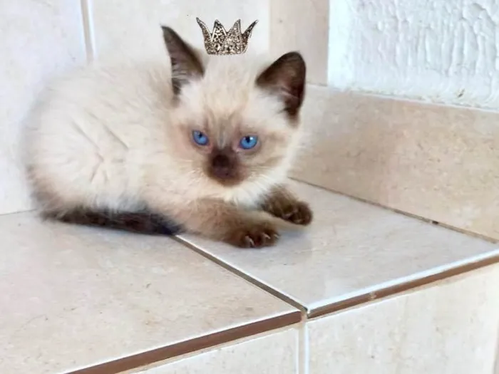 Gato ra a Siamês idade Abaixo de 2 meses nome Kimi bb50dias 
