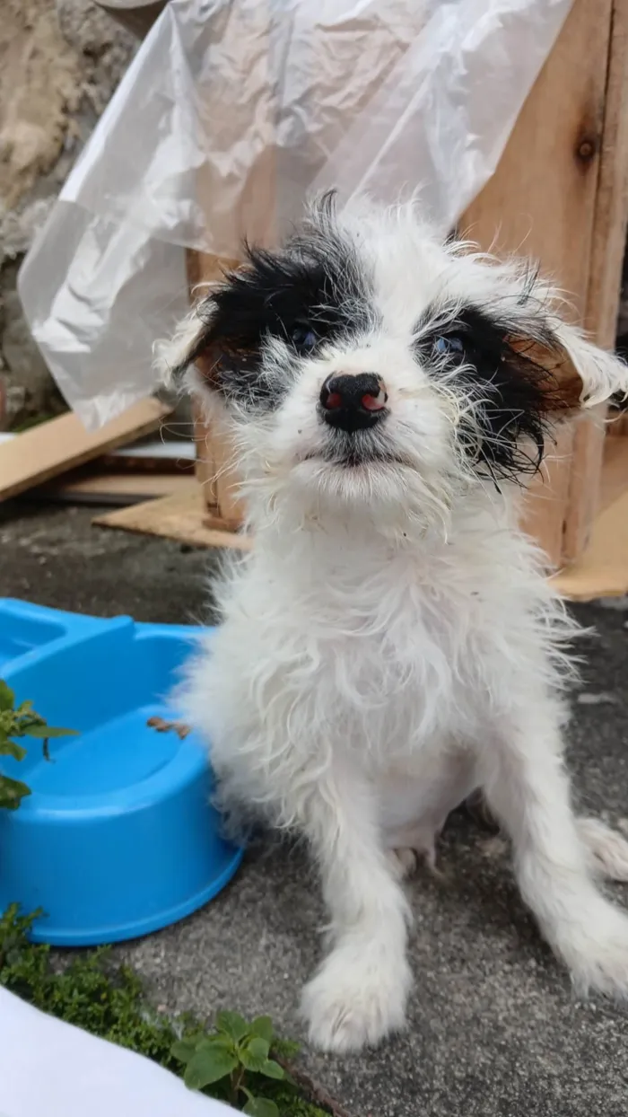 Cachorro ra a SRD-ViraLata idade 2 a 6 meses nome Pitoco