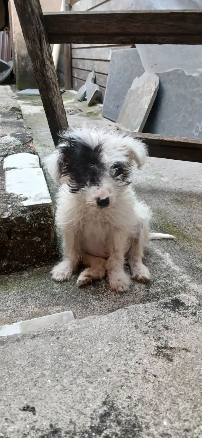 Cachorro ra a SRD-ViraLata idade 2 a 6 meses nome Pitoco