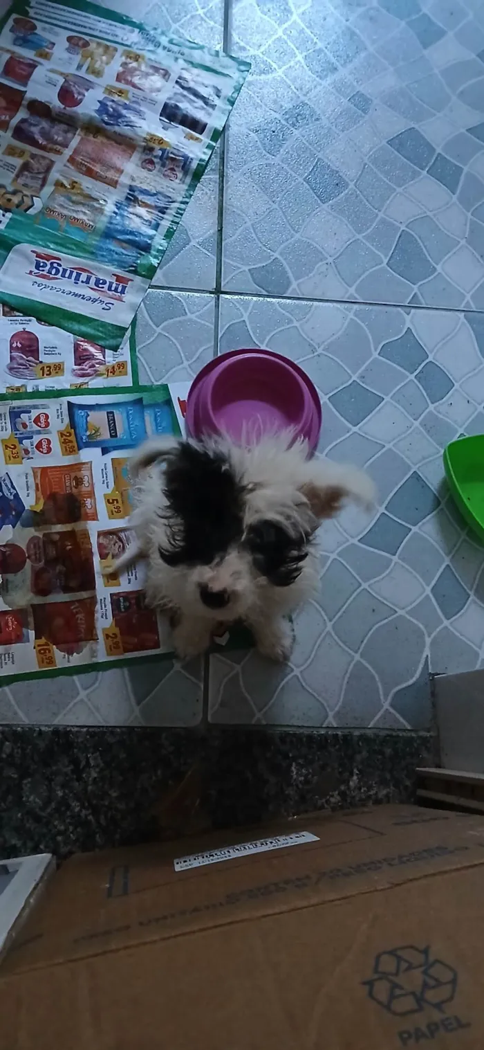 Cachorro ra a SRD-ViraLata idade 2 a 6 meses nome Pitoco
