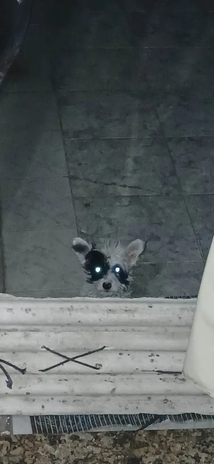 Cachorro ra a SRD-ViraLata idade 2 a 6 meses nome Pitoco