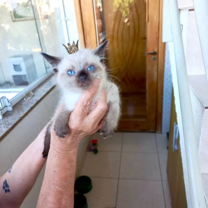Gato raça Siamês idade Abaixo de 2 meses nome Hana bb50dias Linda 