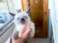 Gato raça Siamês idade Abaixo de 2 meses nome Hana bb50dias Linda 