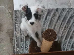 Cachorro raça SRD-ViraLata idade 2 a 6 meses nome Pitoco