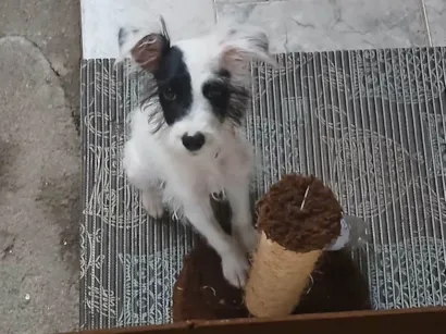 Cachorro raça SRD-ViraLata idade 2 a 6 meses nome Pitoco