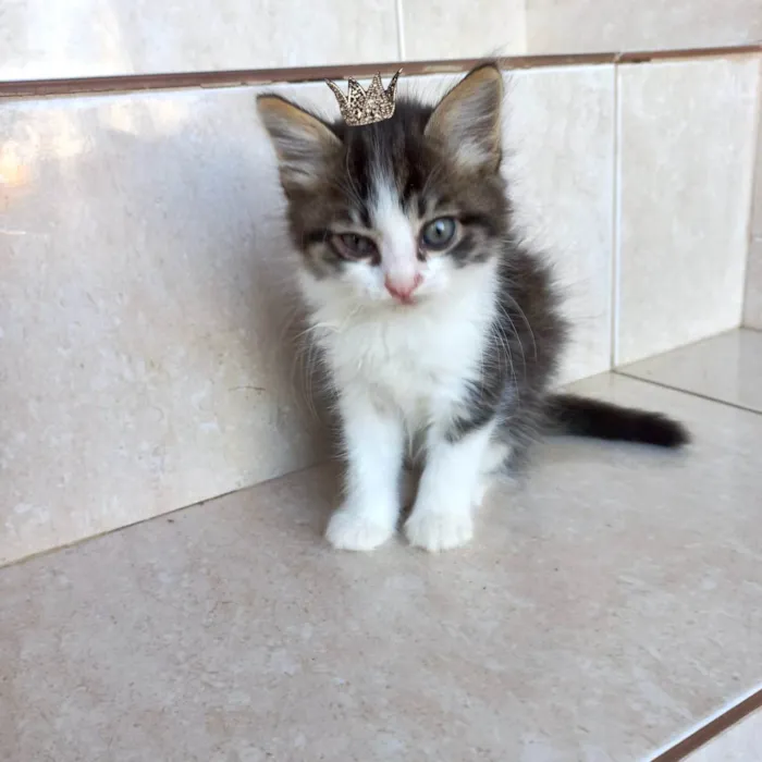 Gato raça SRD-ViraLata idade Abaixo de 2 meses nome Pompom bb50dias 