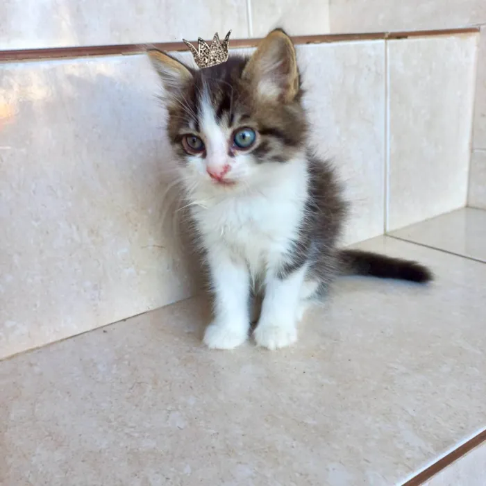 Gato raça SRD-ViraLata idade Abaixo de 2 meses nome Pompom bb50dias 