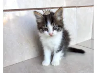 Gato raça SRD-ViraLata idade Abaixo de 2 meses nome Pompom bb50dias 