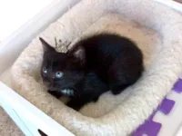 Gato raça SRD-ViraLata idade Abaixo de 2 meses nome Velvet bb50dias lindo 