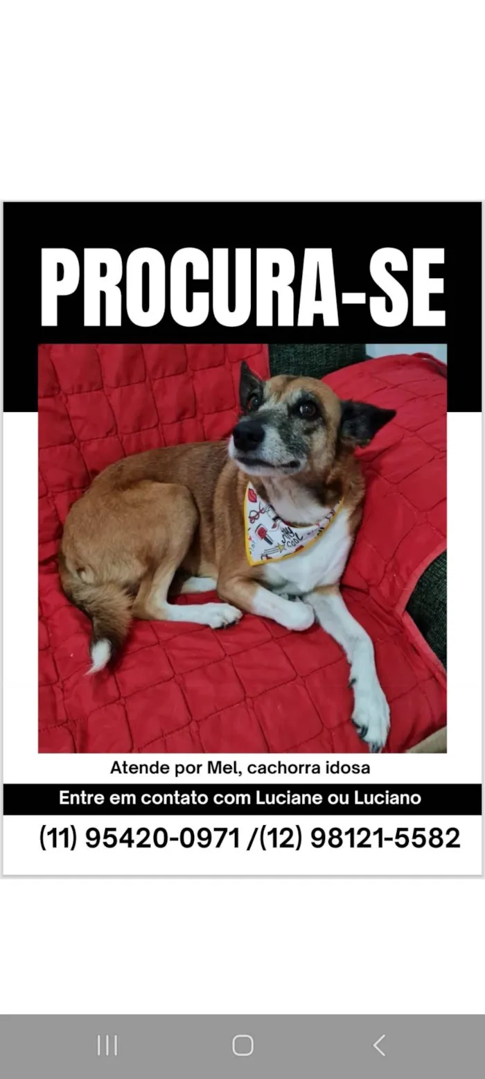 Cachorro ra a SRD-ViraLata idade 6 ou mais anos nome Mel