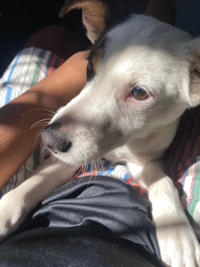 Cachorro ra a SRD-ViraLata idade 7 a 11 meses nome Amora