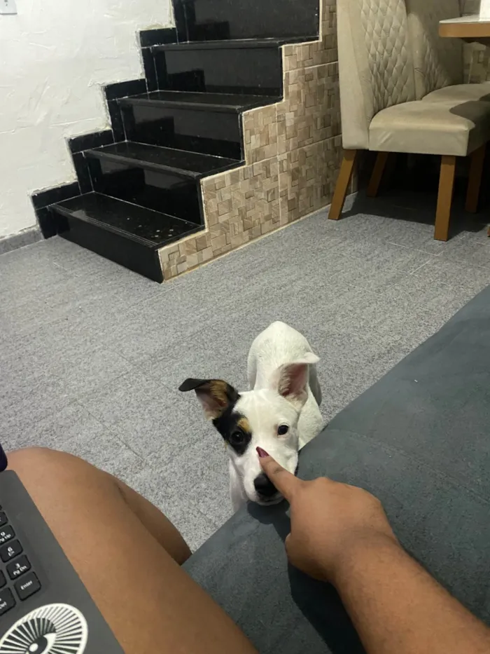 Cachorro ra a SRD-ViraLata idade 7 a 11 meses nome Amora