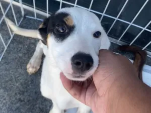 Cachorro ra a SRD-ViraLata idade 7 a 11 meses nome Amora