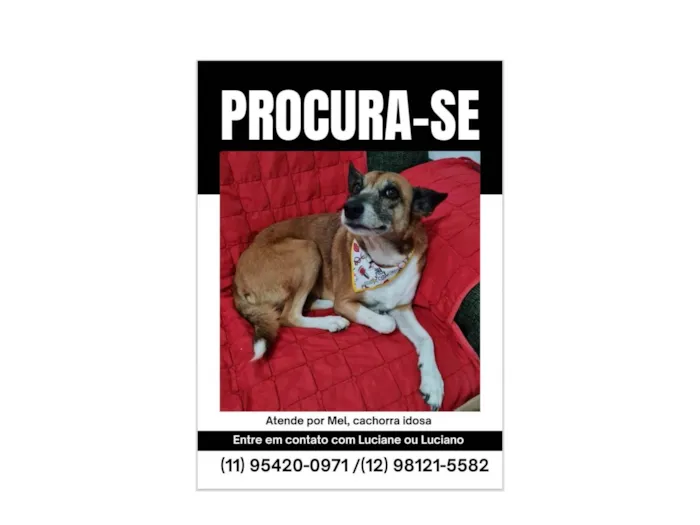 Cachorro ra a SRD-ViraLata idade 6 ou mais anos nome Mel