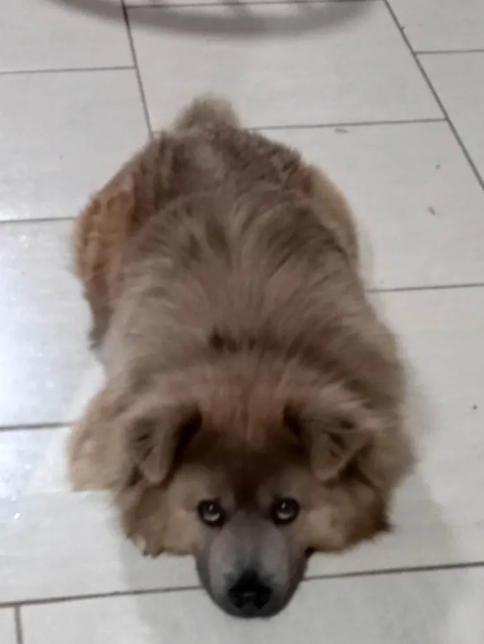 Cachorro ra a Chow Chow idade 4 anos nome Apollo