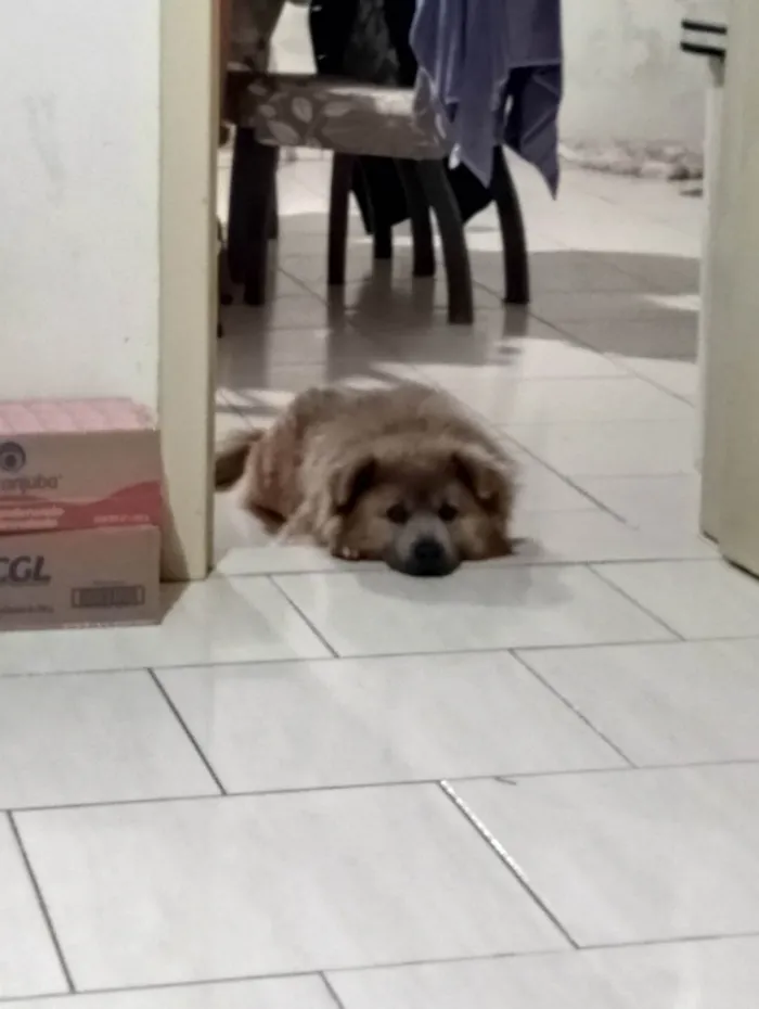 Cachorro ra a Chow Chow idade 4 anos nome Apollo