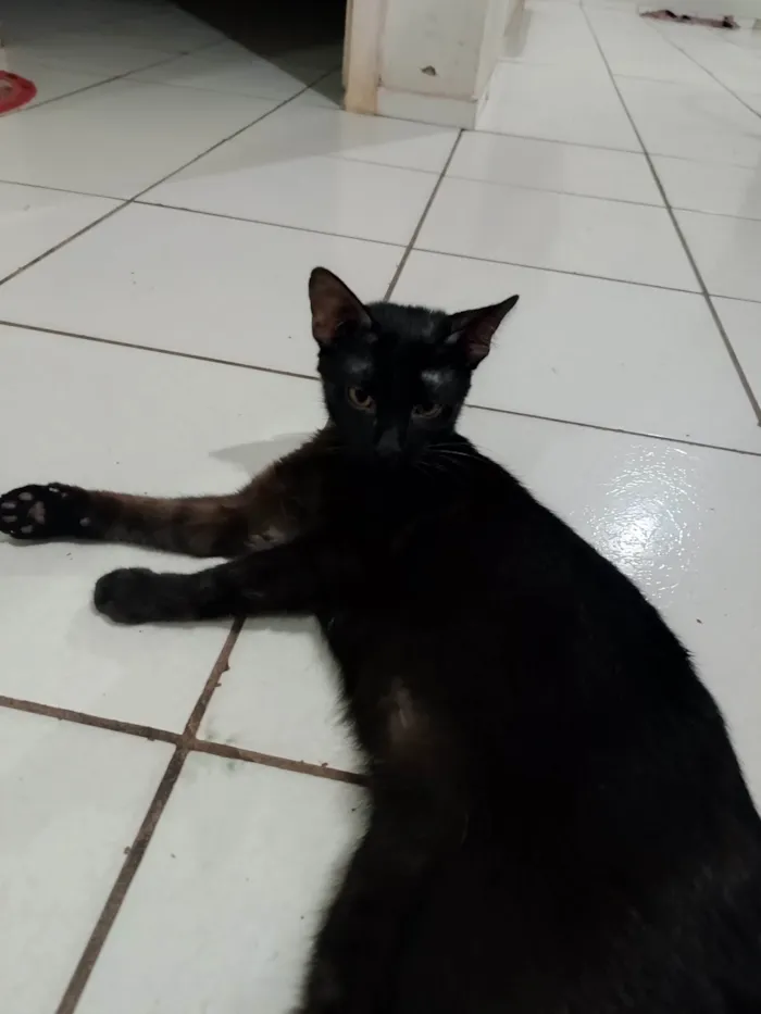 Gato ra a SRD-ViraLata idade 1 ano nome Bolota e Pretinha