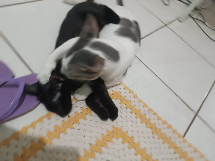 Gato ra a SRD-ViraLata idade 1 ano nome Bolota e Pretinha