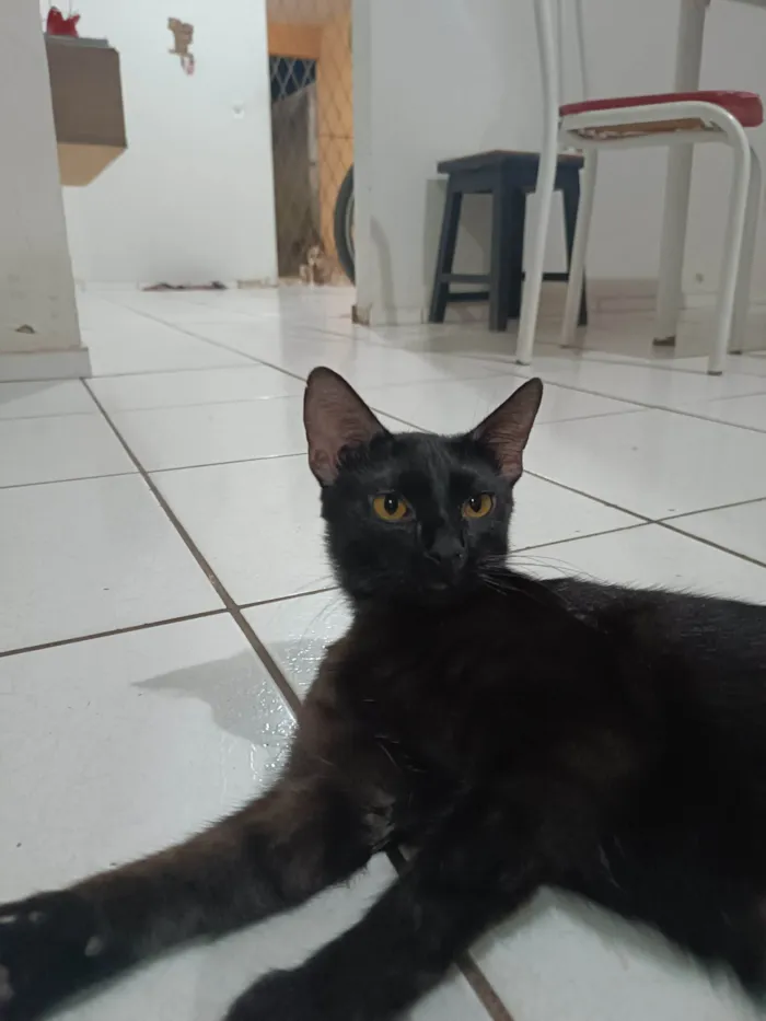 Gato ra a SRD-ViraLata idade 1 ano nome Bolota e Pretinha