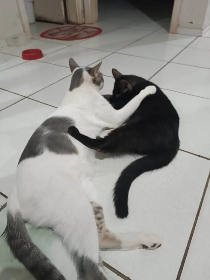 Gato ra a SRD-ViraLata idade 1 ano nome Bolota e Pretinha