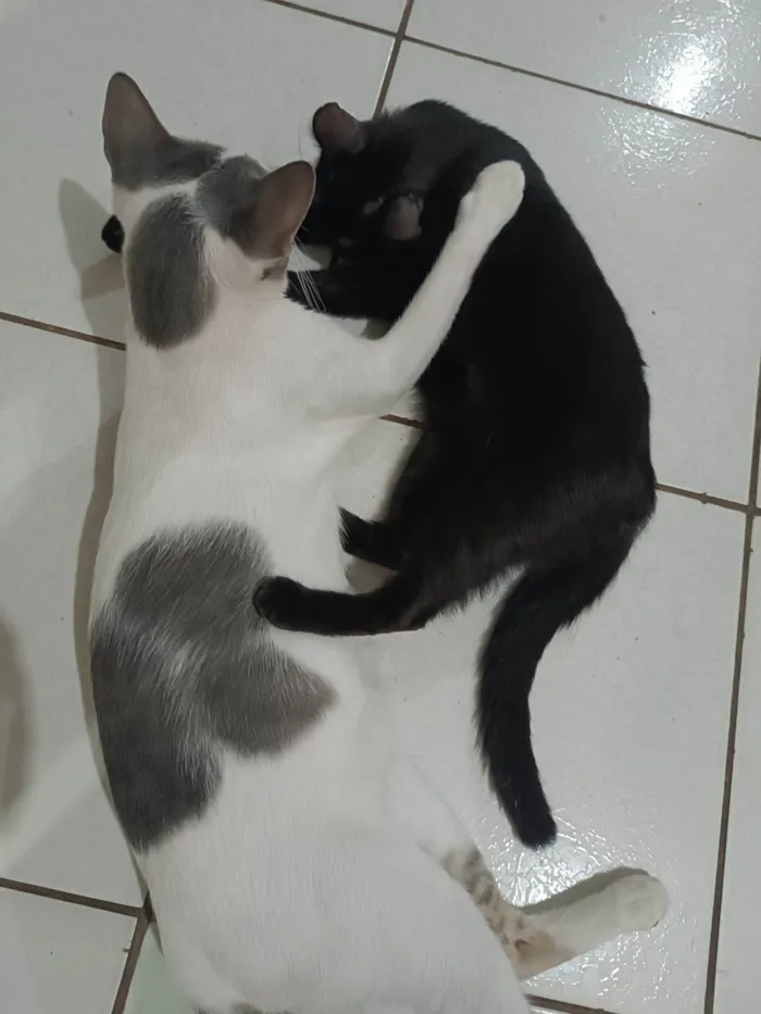 Gato ra a SRD-ViraLata idade 1 ano nome Bolota e Pretinha