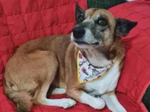 Cachorro raça SRD-ViraLata idade 6 ou mais anos nome Mel